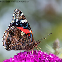 Buy canvas prints of The Peacock Butterfly by Tom McPherson