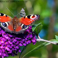 Buy canvas prints of Peacock Butterfly by Tom McPherson