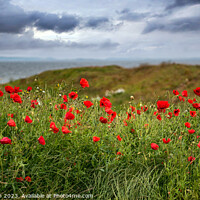 Buy canvas prints of Field of Poppies at Burghead by Tom McPherson