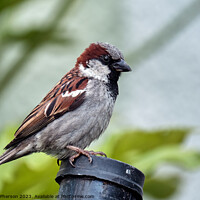 Buy canvas prints of The House Sparrow by Tom McPherson