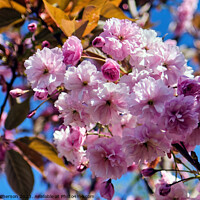 Buy canvas prints of Japanese Flowering Cherry by Tom McPherson