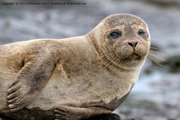 A close up of a Common Seal Picture Board by Tom McPherson