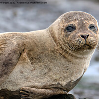 Buy canvas prints of A close up of a Common Seal by Tom McPherson