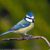Buy canvas prints of Blue Tit by Tom McPherson