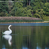 Buy canvas prints of Mute swan on Loch of Blairs by Tom McPherson