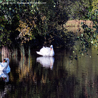 Buy canvas prints of Pair of Swans on Loch of Blairs by Tom McPherson