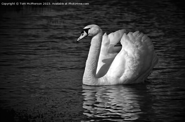 Mute Swan Mono Picture Board by Tom McPherson