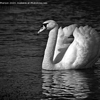Buy canvas prints of Mute Swan Mono by Tom McPherson
