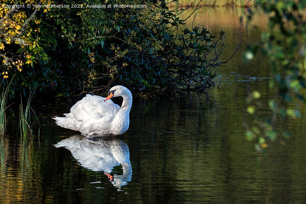 Mute swan on Loch of Blairs Picture Board by Tom McPherson