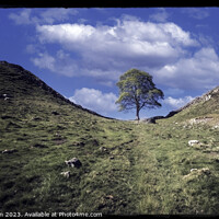 Buy canvas prints of The Sycamore Gap Tree by Tom McPherson