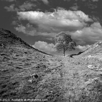 Buy canvas prints of The Sycamore Gap Tree by Tom McPherson