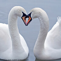 Buy canvas prints of Swan Heart by Tom McPherson