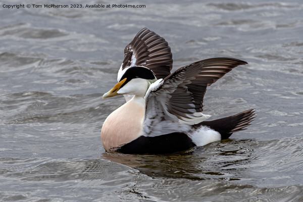 Eider Duck Picture Board by Tom McPherson