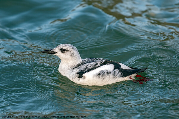The black guillemot Picture Board by Tom McPherson