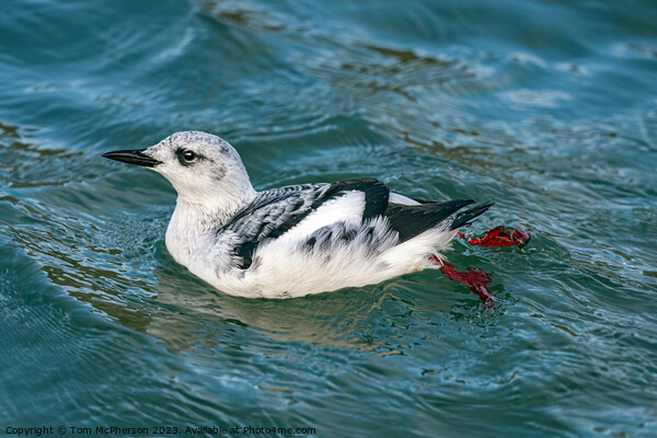 The black guillemot  Picture Board by Tom McPherson