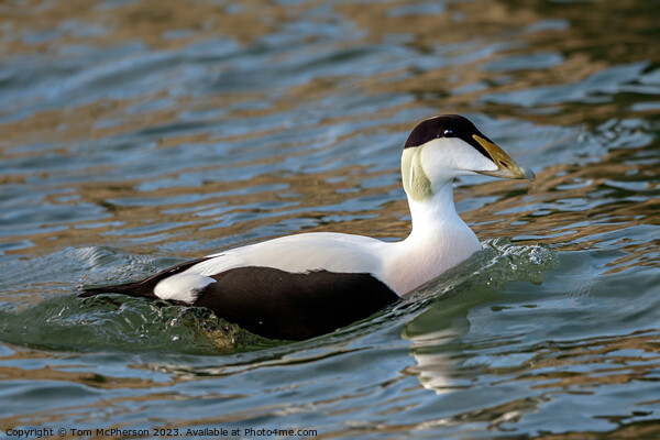 The Common Eider Duck, Male Picture Board by Tom McPherson