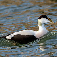 Buy canvas prints of The Common Eider Duck, Male by Tom McPherson