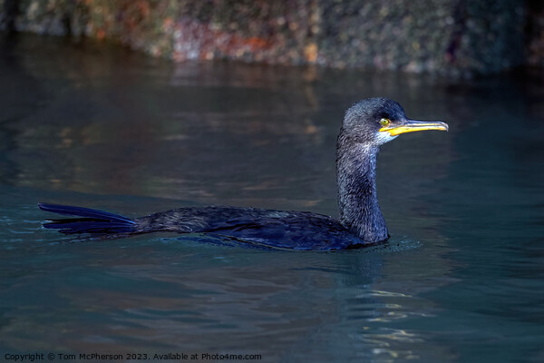 Cormorant swimming in Burghead harbour Picture Board by Tom McPherson