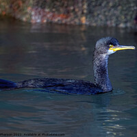 Buy canvas prints of Cormorant swimming in Burghead harbour by Tom McPherson
