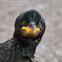 Buy canvas prints of Cormorant Close Up by Tom McPherson