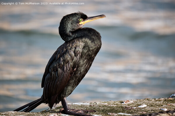 Cormorant on a wall Picture Board by Tom McPherson