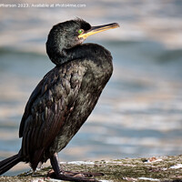 Buy canvas prints of Cormorant on a wall by Tom McPherson