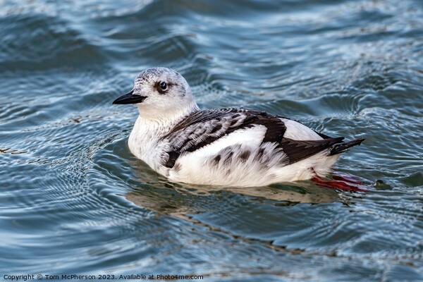 The black guillemot Picture Board by Tom McPherson