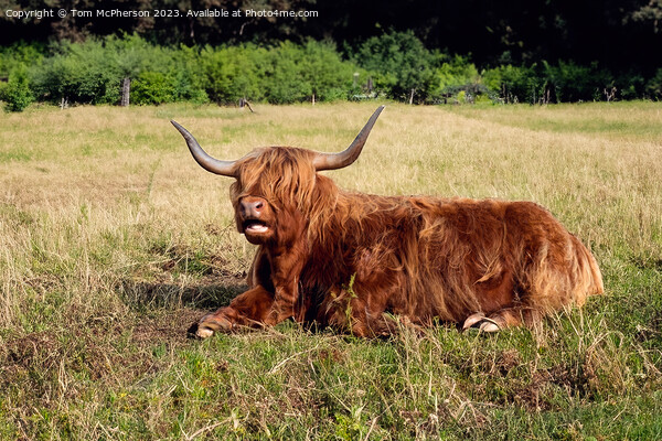  Highland Cow Relaxing Picture Board by Tom McPherson