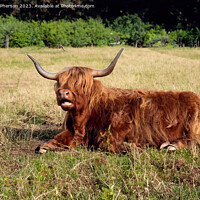 Buy canvas prints of  Highland Cow Relaxing by Tom McPherson