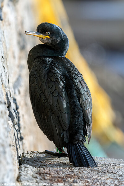 Cormorant at Burghead Harbour Picture Board by Tom McPherson
