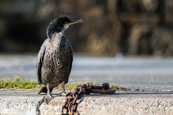 Cormorant at Burghead Harbour Picture Board by Tom McPherson