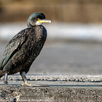 Buy canvas prints of Cormorant at Burghead Harbour by Tom McPherson