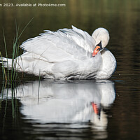 Buy canvas prints of Beautiful swan on Loch of Blairs, Altyre Estate, Moray by Tom McPherson