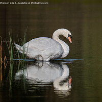 Buy canvas prints of Mute swan on Loch of Blairs by Tom McPherson