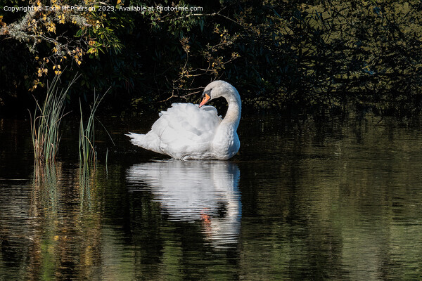 Beautiful swan on Loch  Picture Board by Tom McPherson