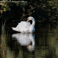 Buy canvas prints of Beautiful swan on Loch  by Tom McPherson