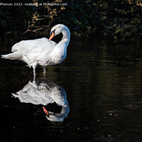 Buy canvas prints of mute swan on Loch of Blairs by Tom McPherson