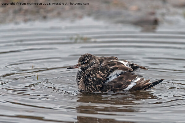 Turnstone having a Bath Picture Board by Tom McPherson