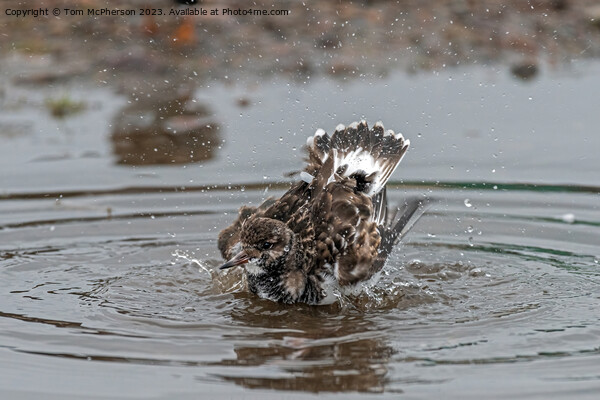 Turnstone takes a Bath Picture Board by Tom McPherson