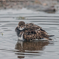 Buy canvas prints of Turnstone by Tom McPherson