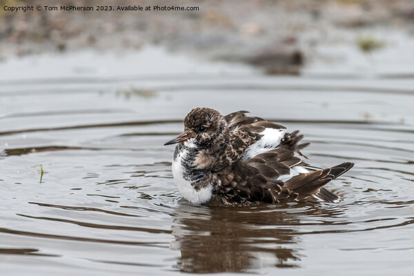 Turnstone Bathing Picture Board by Tom McPherson