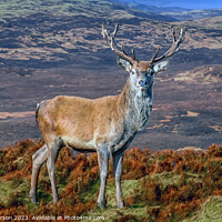 Buy canvas prints of Monarch of the Glen by Tom McPherson