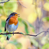 Buy canvas prints of Robin by Tom McPherson