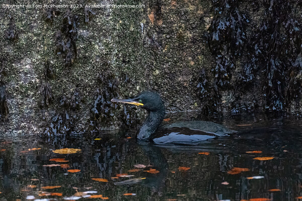 Cormorant in Burghead Harbour Picture Board by Tom McPherson
