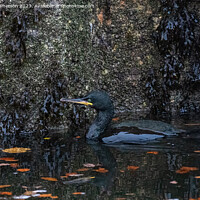 Buy canvas prints of Cormorant in Burghead Harbour by Tom McPherson
