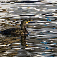Buy canvas prints of Cormorant in Burghead Harbour by Tom McPherson