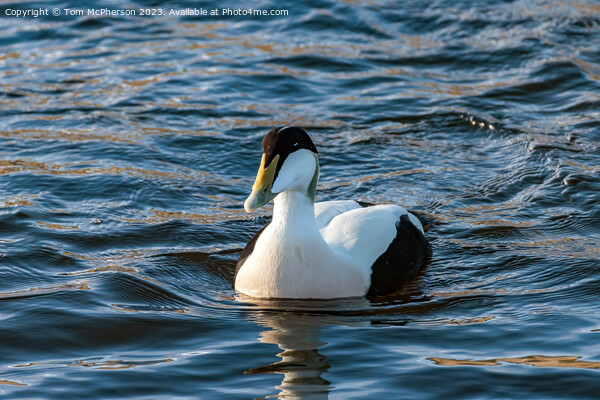 Eider Duck (Male) Picture Board by Tom McPherson