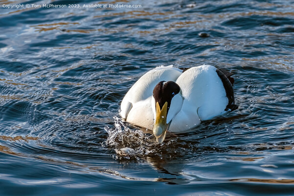 Common Eider feeding Picture Board by Tom McPherson