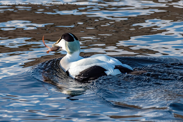 Eider Duck eating Crab Picture Board by Tom McPherson