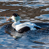 Buy canvas prints of Eider Duck eating Crab by Tom McPherson